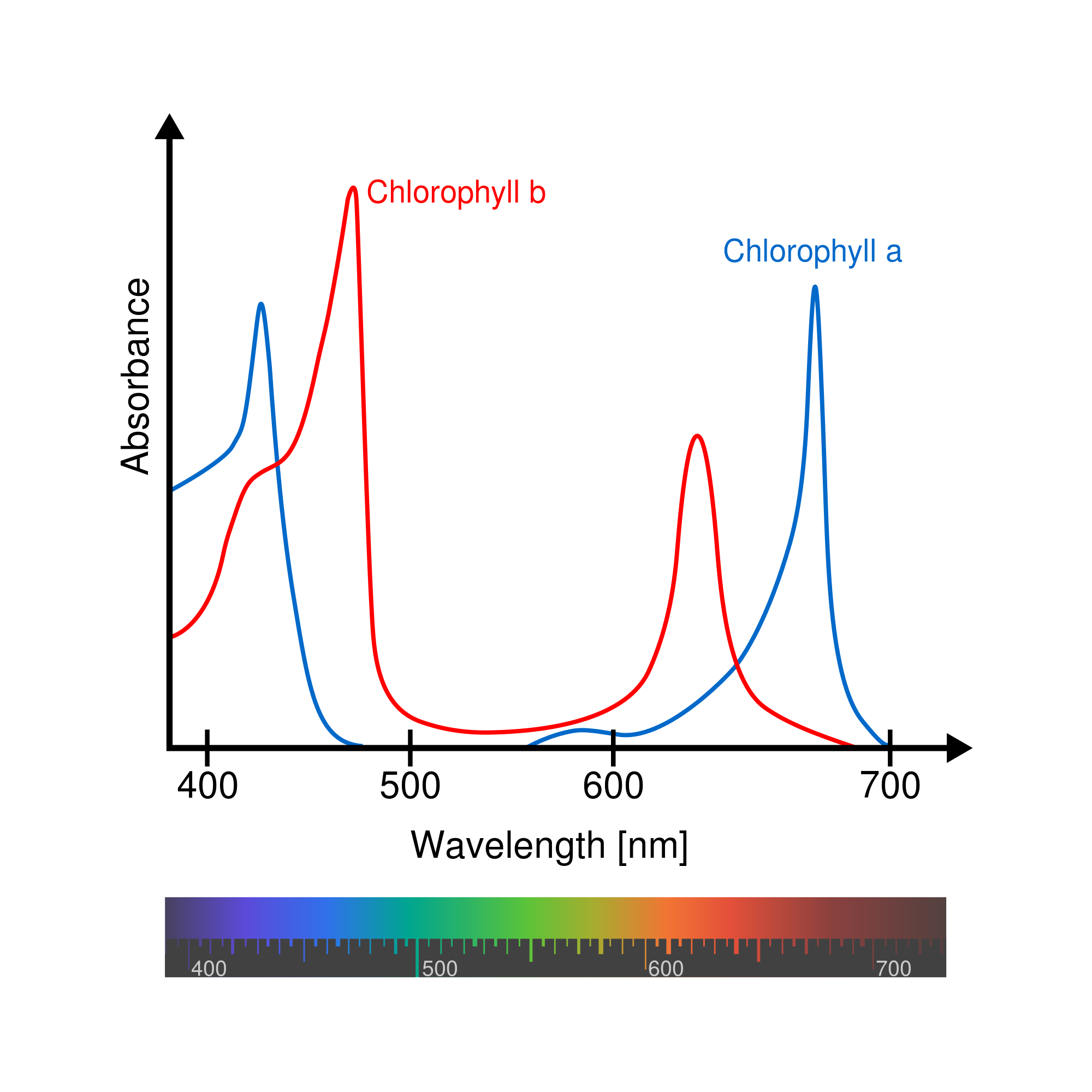 Spektrum absrobce barev chlorofylem